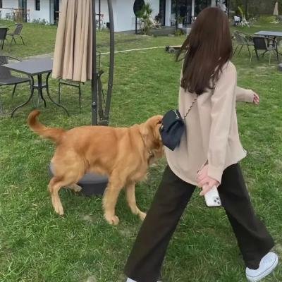 性转魅魔 魅魔规则：紧张时刻被打断的解释现场